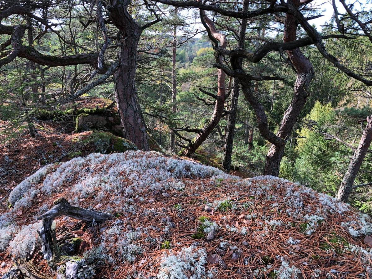 Mysig Och Modern Stuga Pa Snoegard, Naera Havet Och Naturen Lur  Екстер'єр фото