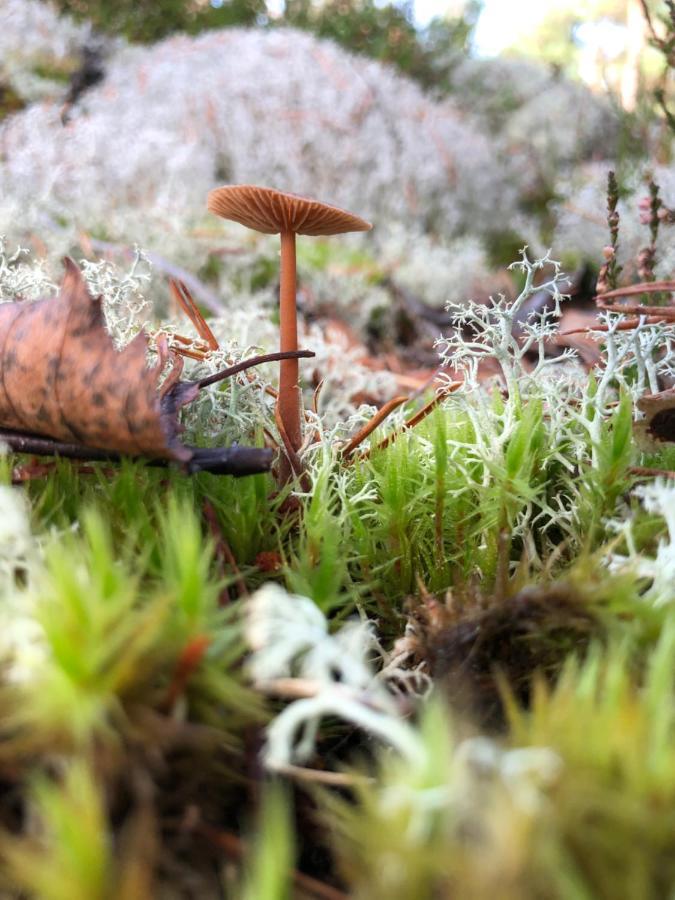 Mysig Och Modern Stuga Pa Snoegard, Naera Havet Och Naturen Lur  Екстер'єр фото